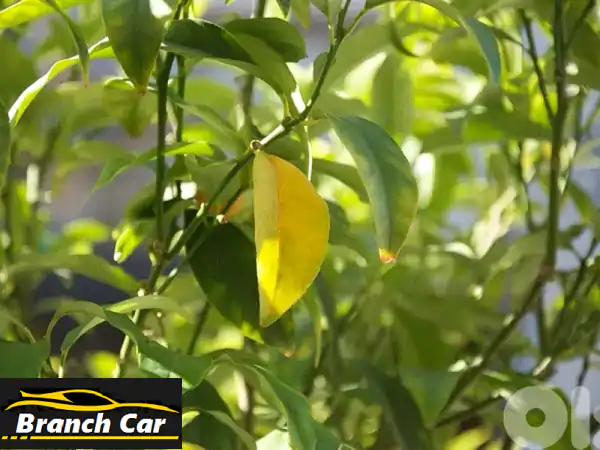 فرصة ذهبية: امتلك BYD Tang L 2000 – كلاسيكية فريدة...